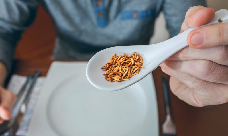 A spoonful of meal worms