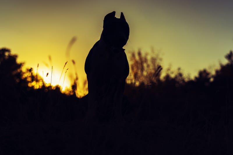 Pit bull stock pohto.
