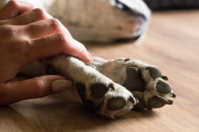 dog laying on floor, human holding its paw