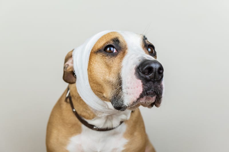 Dog stock photo. 