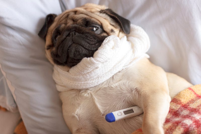 dog flu