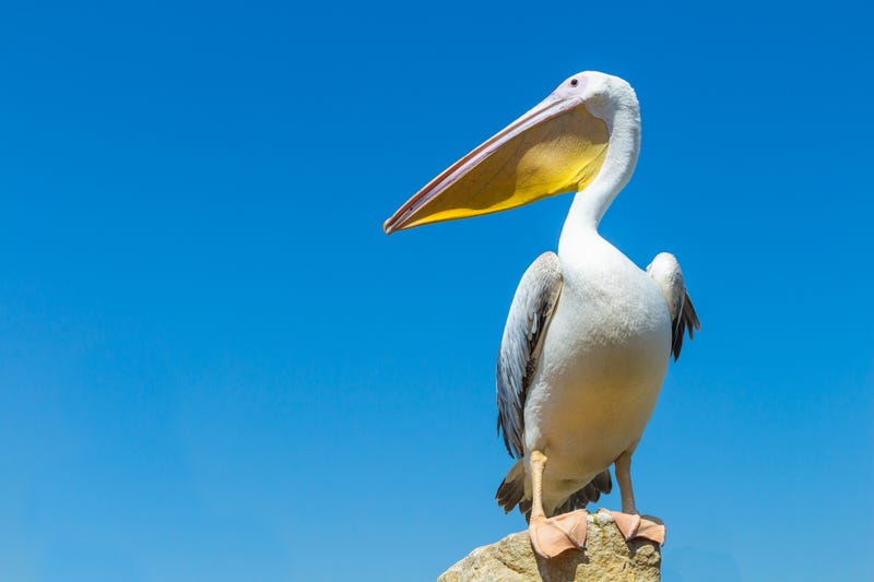 Pelicans