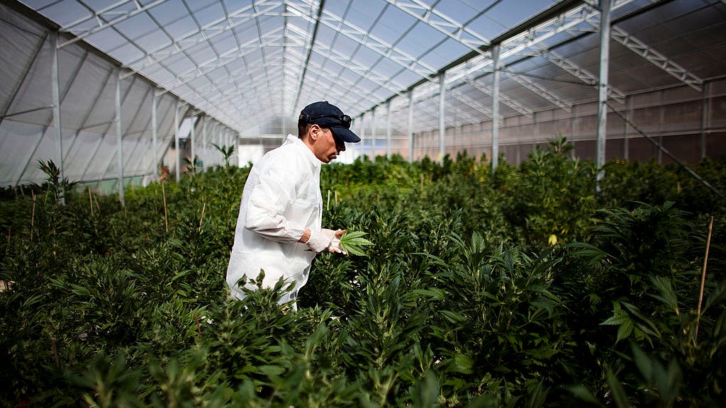 Santa Cruz County puts cannabis permits on the back burner