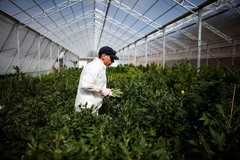 Santa Cruz County officials have temporarily stopped issuing cannabis growing permits.