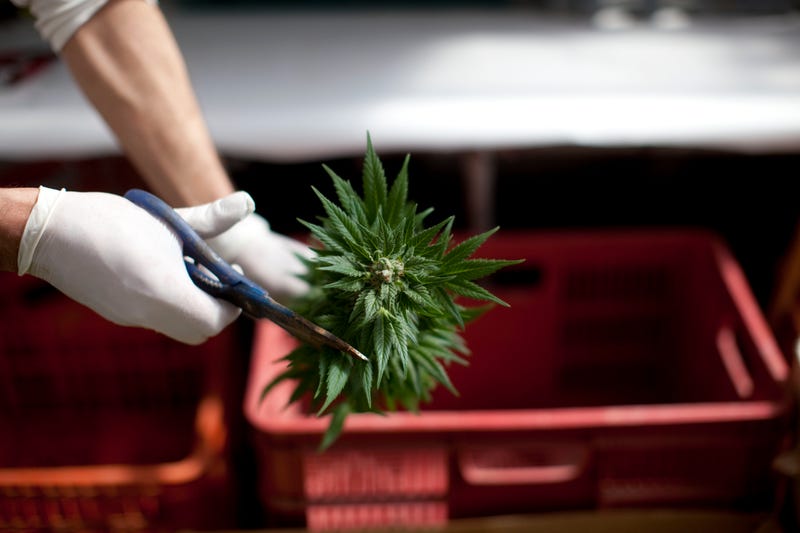 A worker trims cannabis at the growing facility.