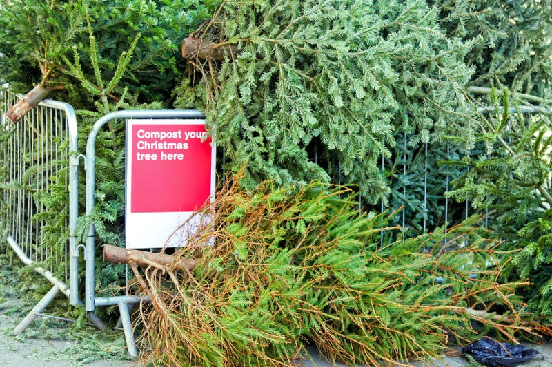 Collection site for composting old Christmas tree..
