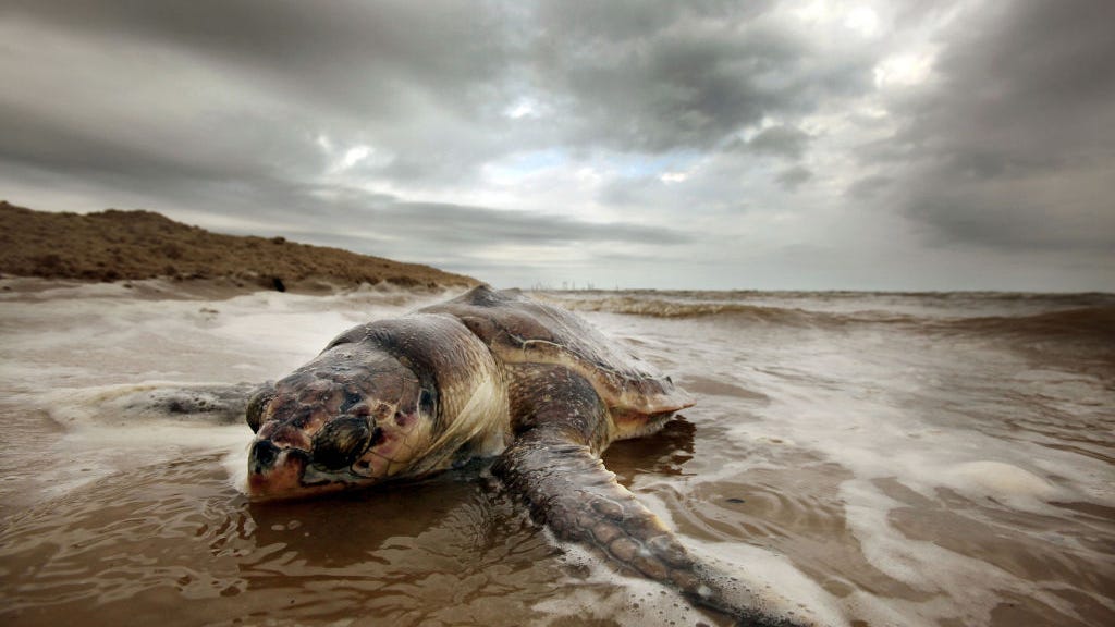 Gov. Gavin Newsom prioritizes marine life in new California budget