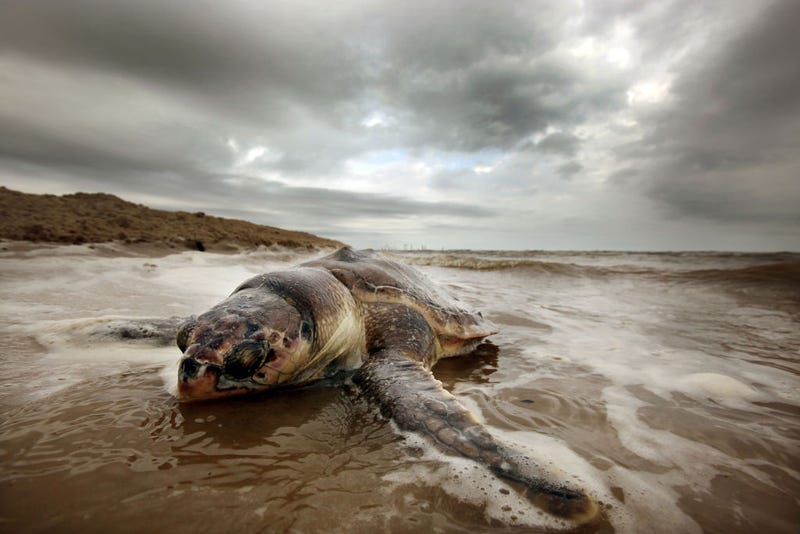 California's new state budget considers marine life.