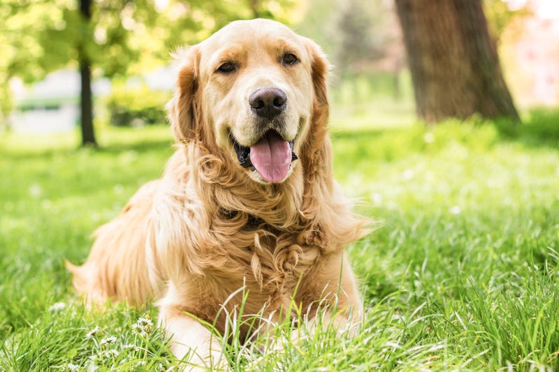 beautiful Golden Retriever in the city park