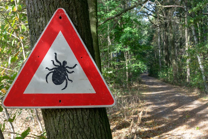 ticks