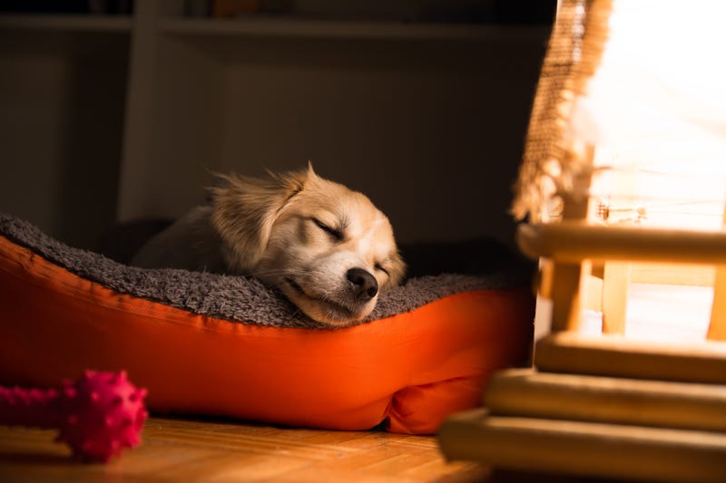 dog