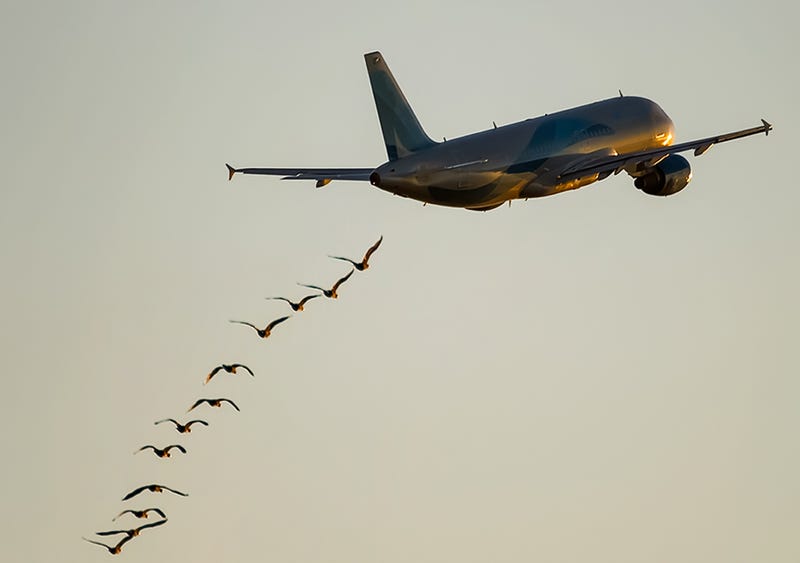 Birds and a plane