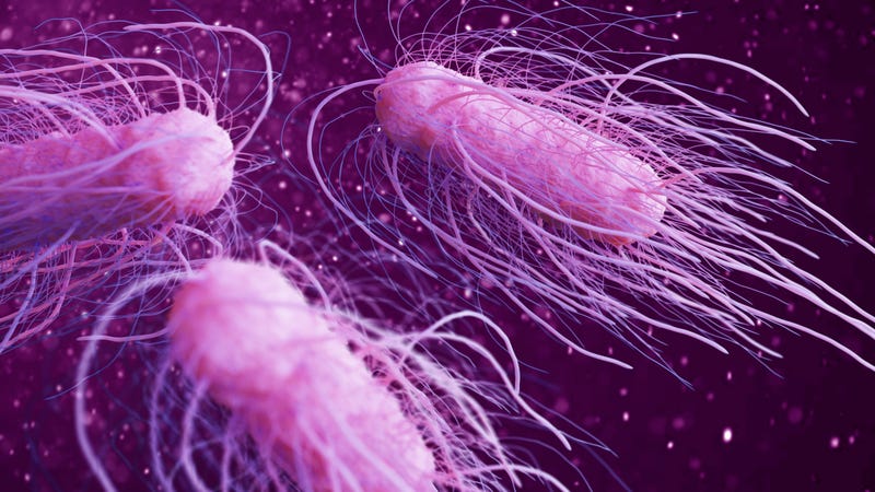 salmonella
