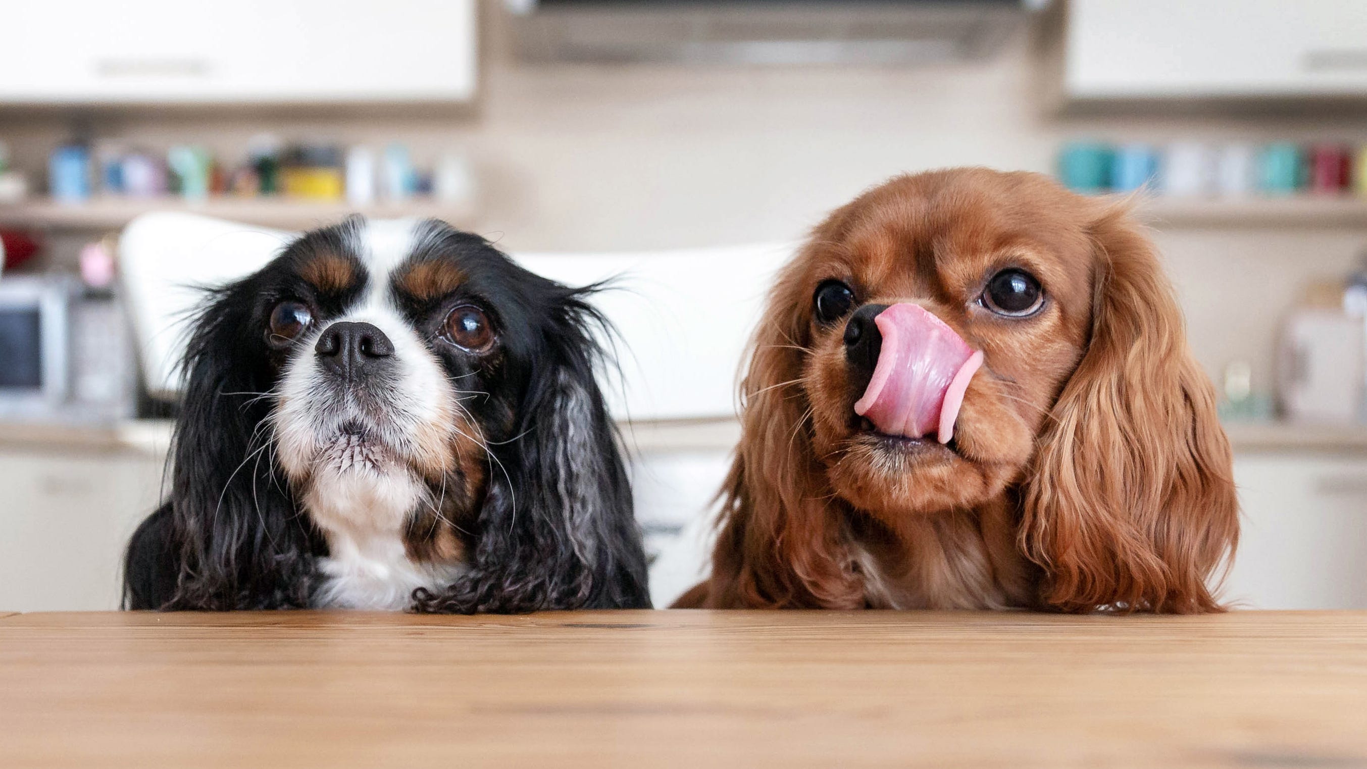Tail-or made: SF restaurant offers $75 3-course meals for dogs