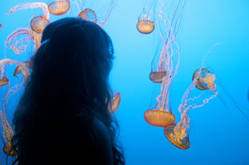 Monterey Bay Aquarium