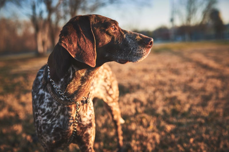 Hunting dog