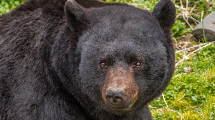 WATCH: 150-pound black bear falls from tree onto large tarp held by rescuers