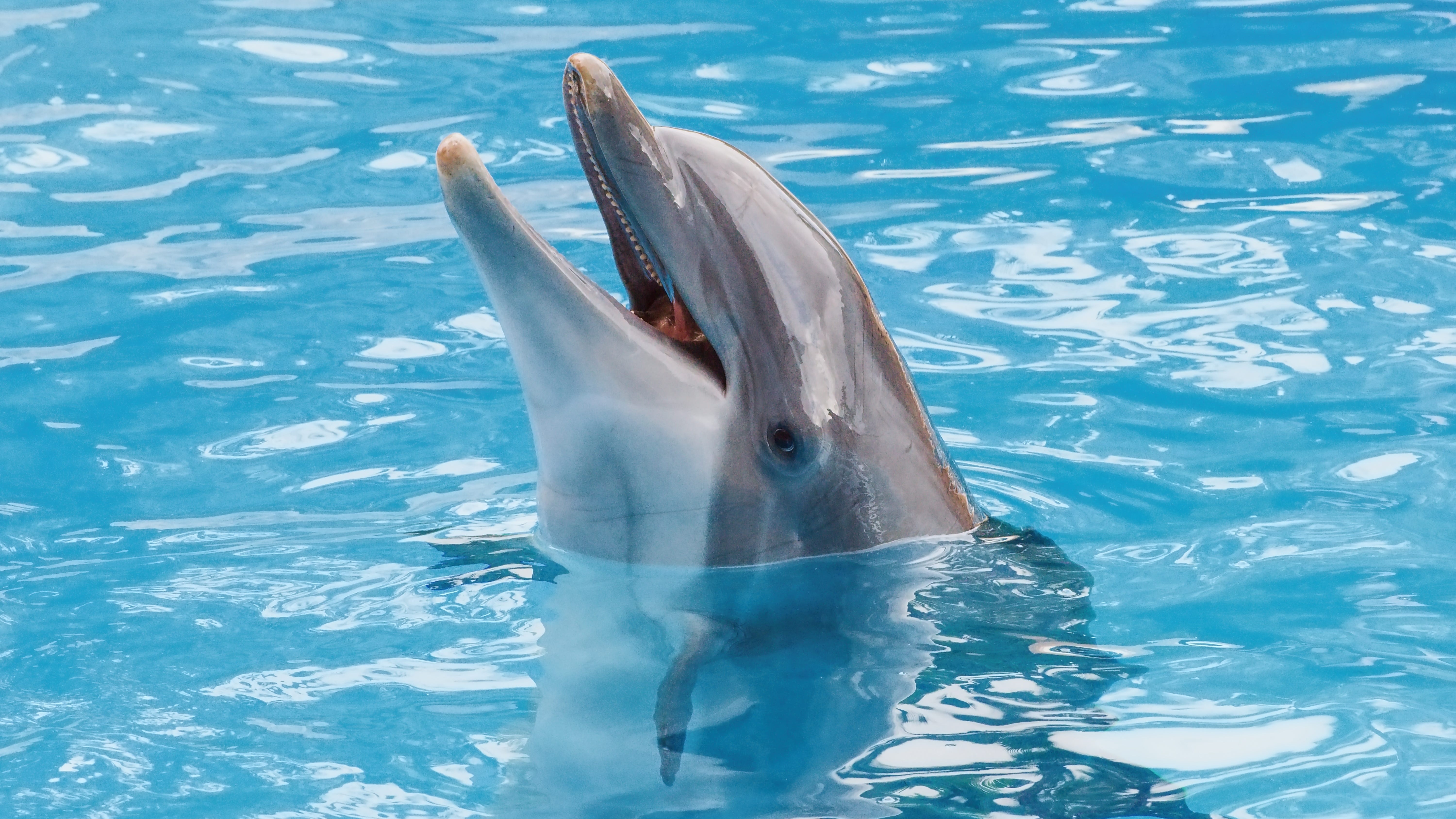 WATCH: Dolphin spotted almost 3 miles from the Louisiana coast following Hurricane Ida