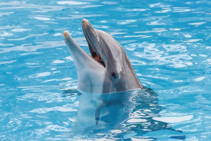 Dolphin. 