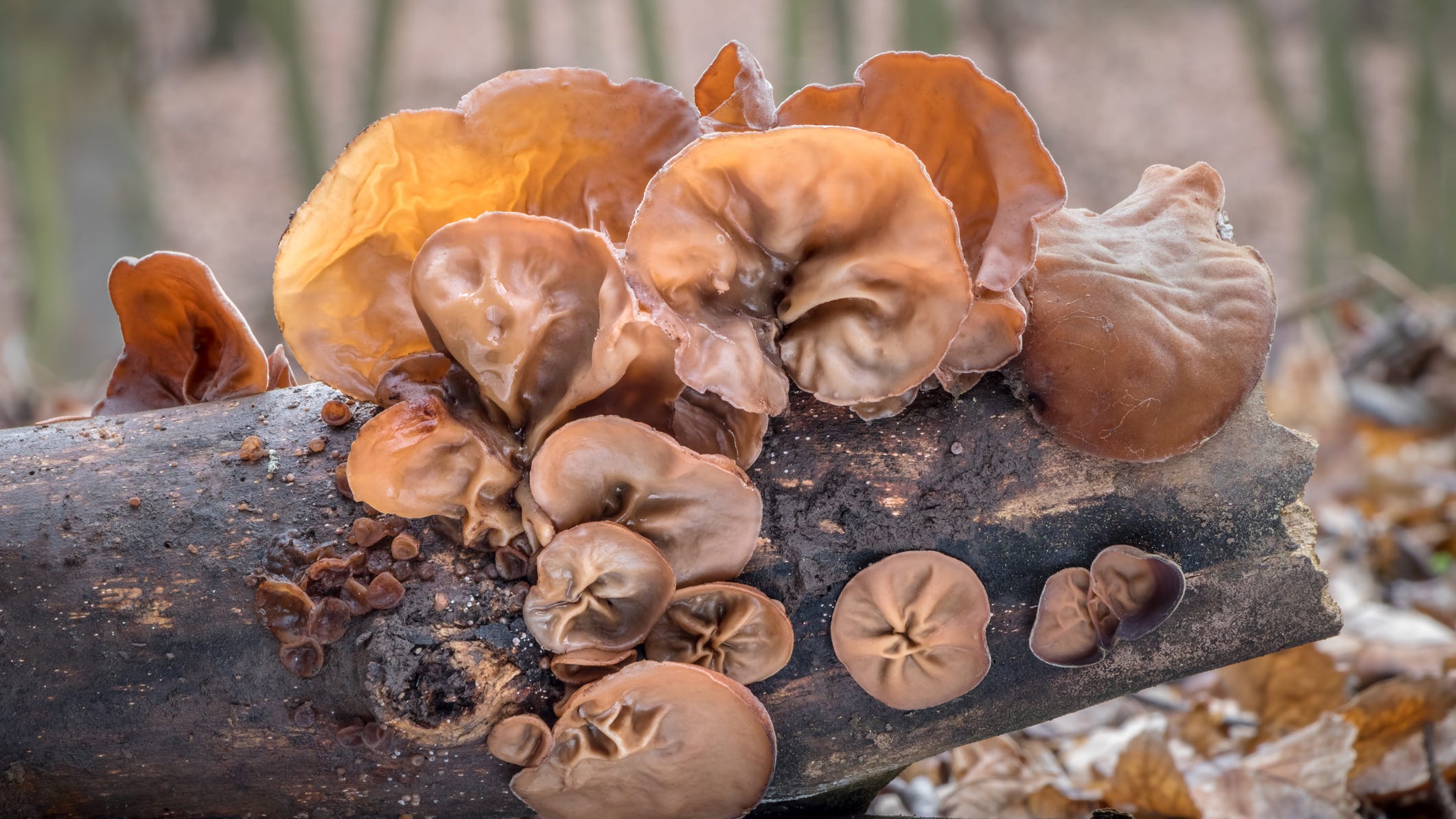 Salmonella outbreak in 10 states linked to recalled mushrooms