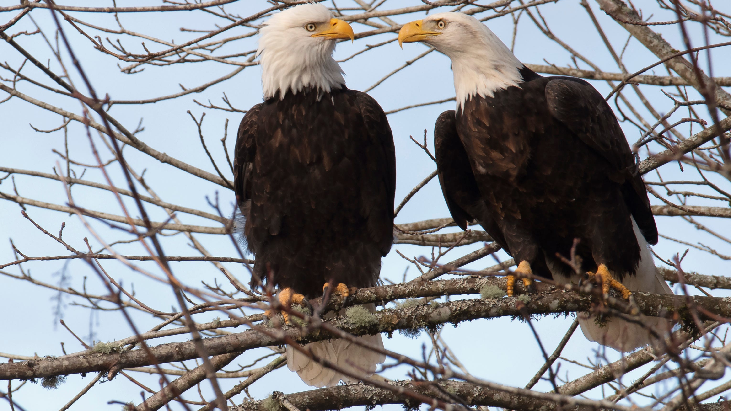 Winds cause Bald Eagle nest to fall from tree near White Rock Lake