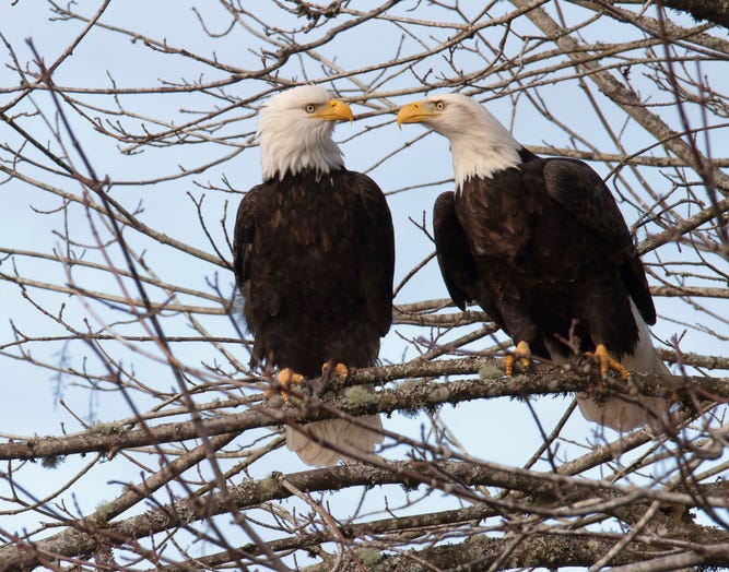 A couple of bald eagles are nesting near White Rock Lake