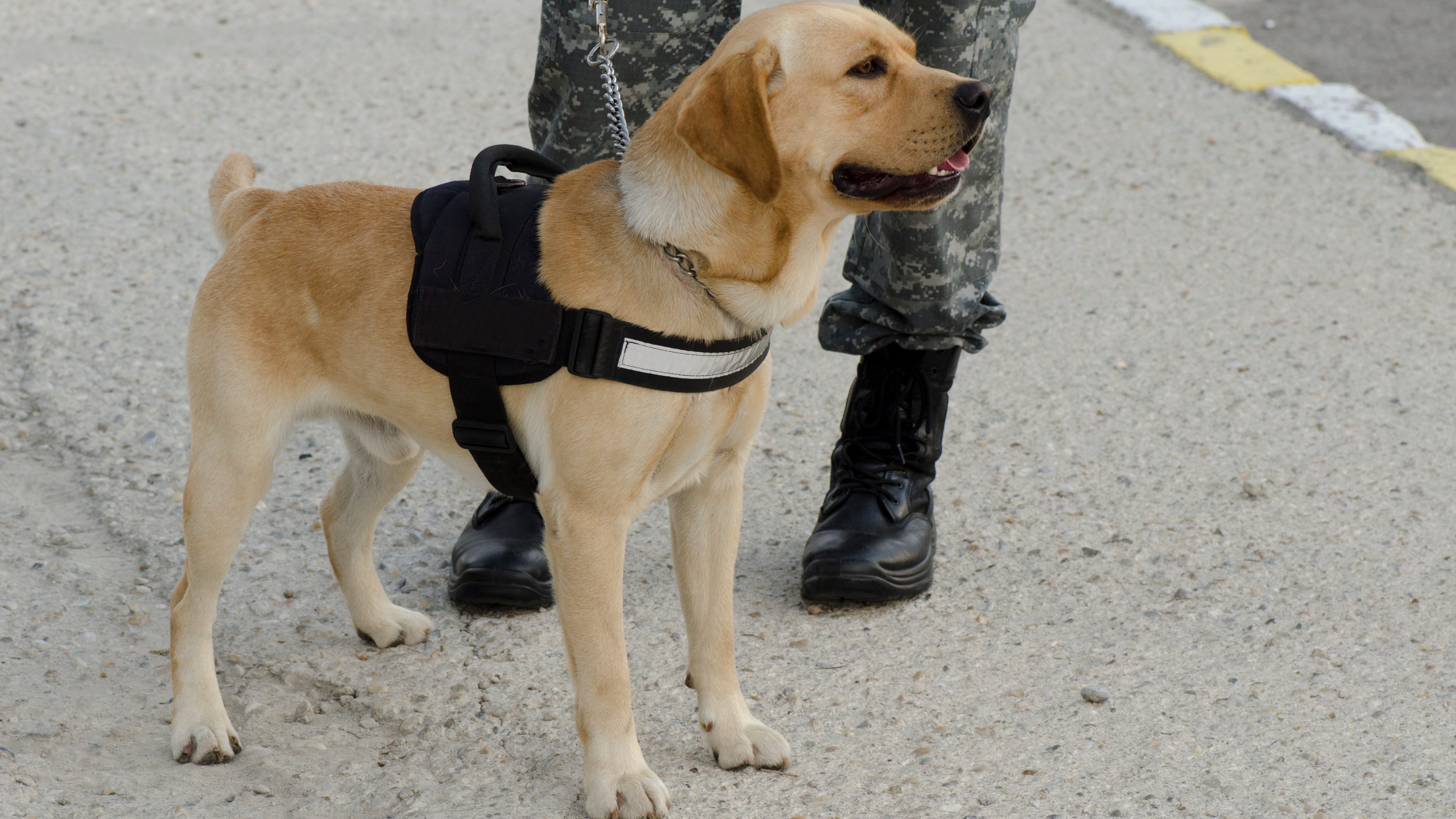 Southwest Airlines changing policies on service animals and emotional support animals