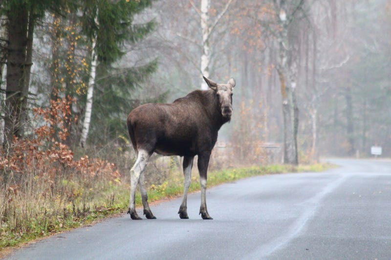 A woman in Saint John, New Brunswick, Canada, is in serious condition after being kicked by a moose during a vehicle collision, police say. 