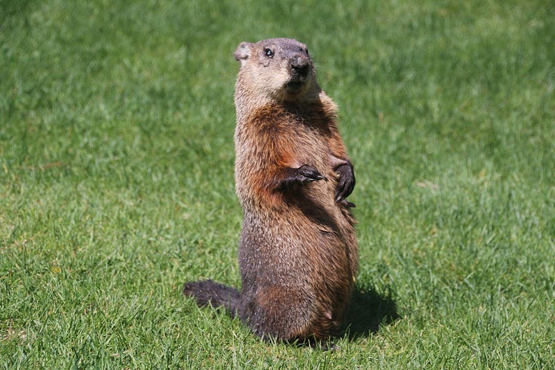 Groundhog