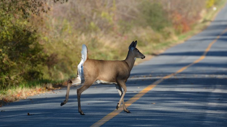 Motorcyclist dead, passenger injured, after colliding with a deer in St. Clair County