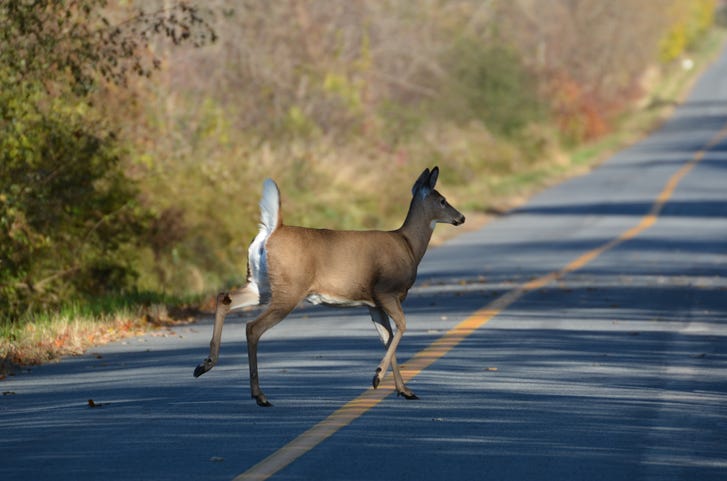 A deer crossing a road