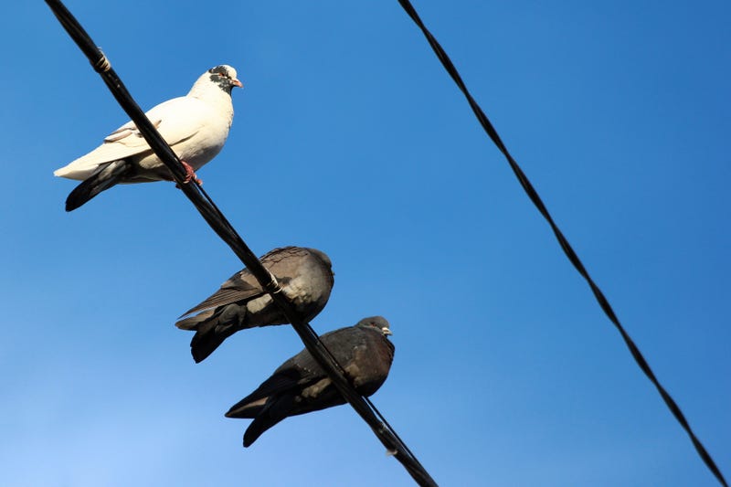 a curious critter did a number on DTE equipment out in Macomb County on Saturday afternoon, cutting power to thousands.
