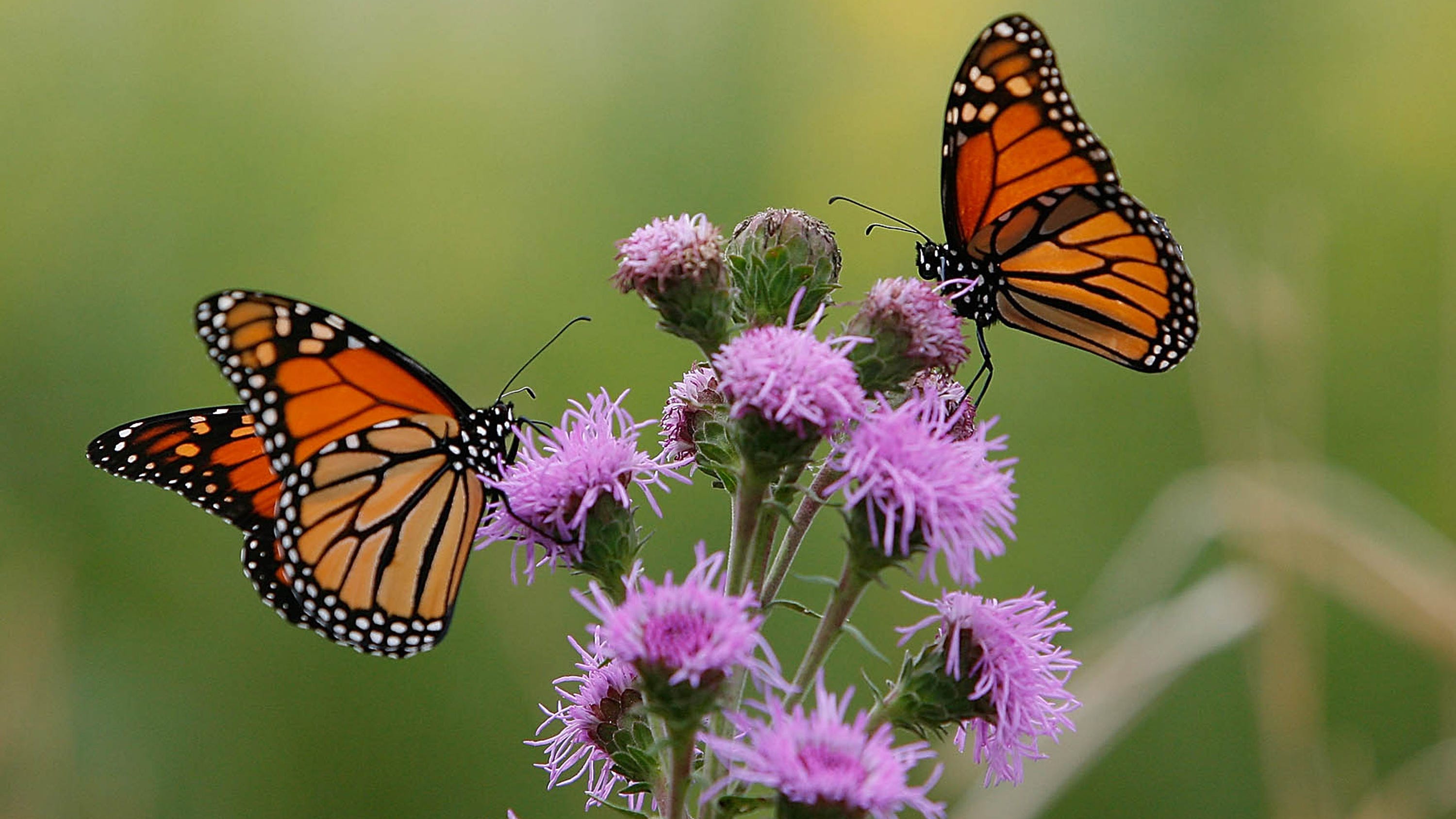 Monarch butterflies back in Chicago as they make 3,000-mile migration