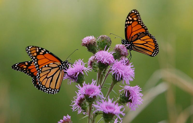 Monarch butterflies