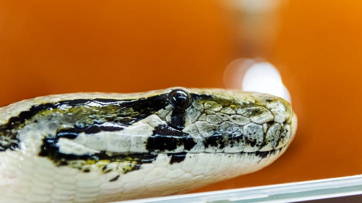 Man in critical condition after suffering bite from venomous pet snake