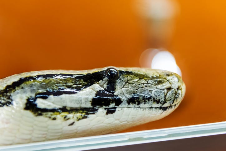 African pit viper snake. 