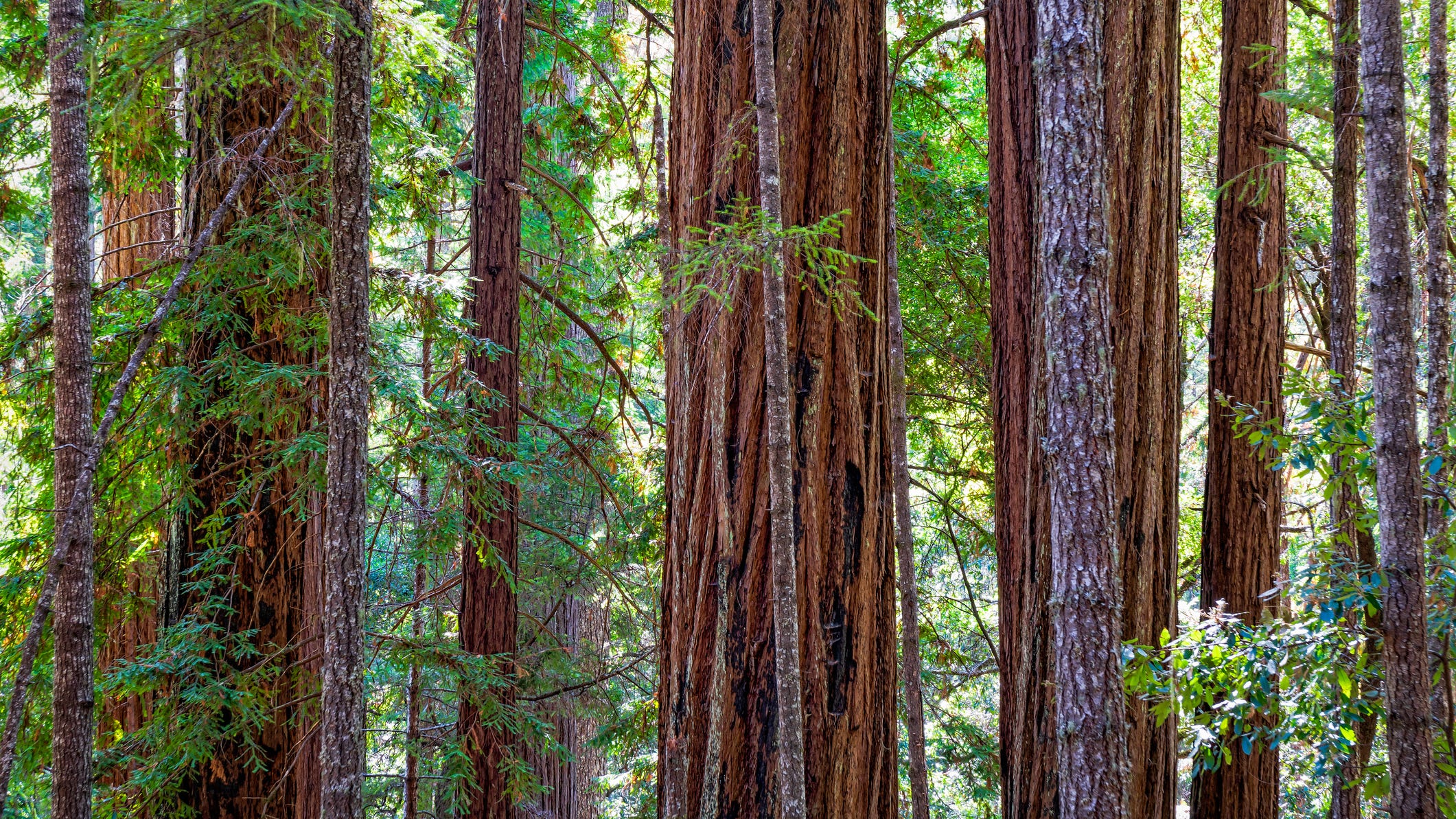 PHOTOS: Smoldering tree found at California's Big Basin months after destructive wildfire