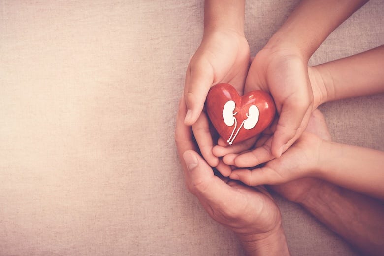 Hands holding a red heart with kidney, World Kidney Day
