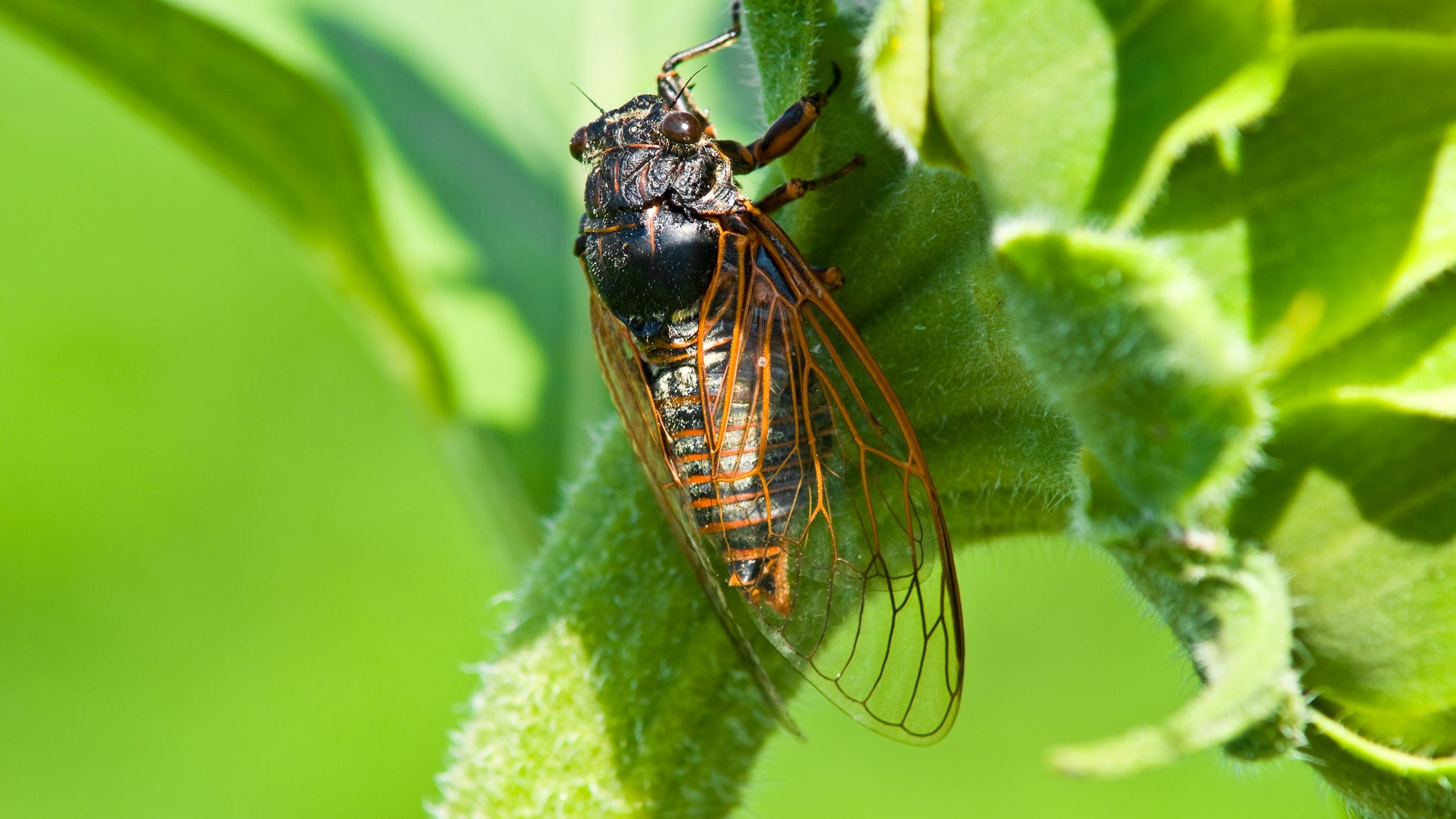 Restaurant tests out pizza topped with cicadas