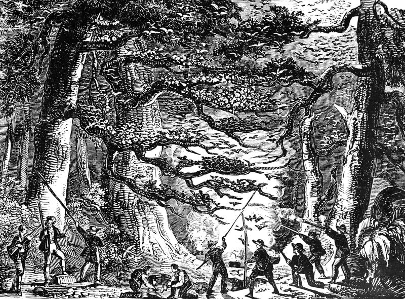 engraving of pigeons being hunted