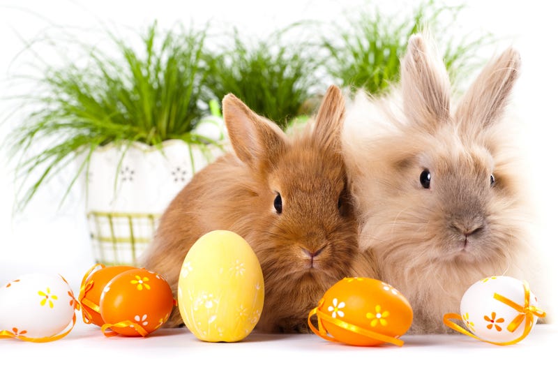 bunnies with eggs