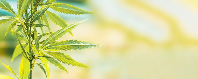 FILE: Marijuana plant
