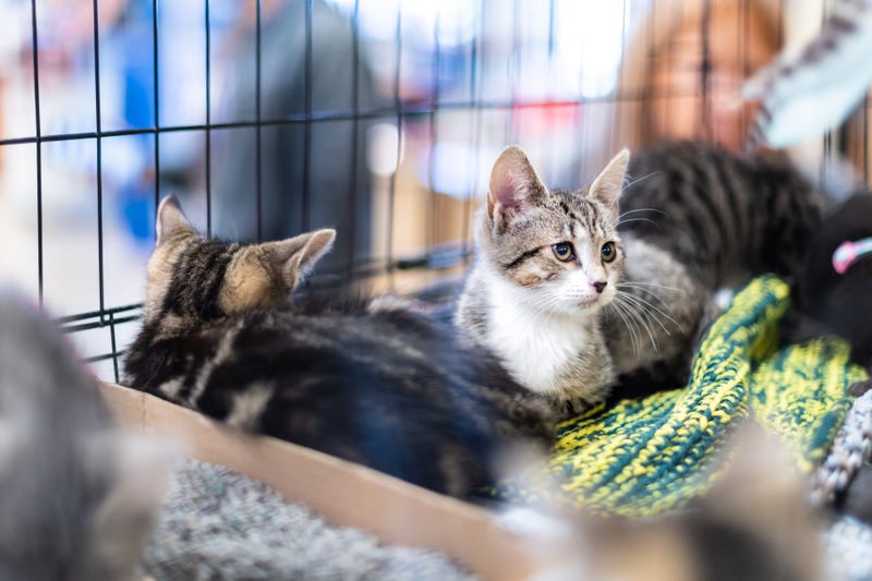 Cats in a shelter.