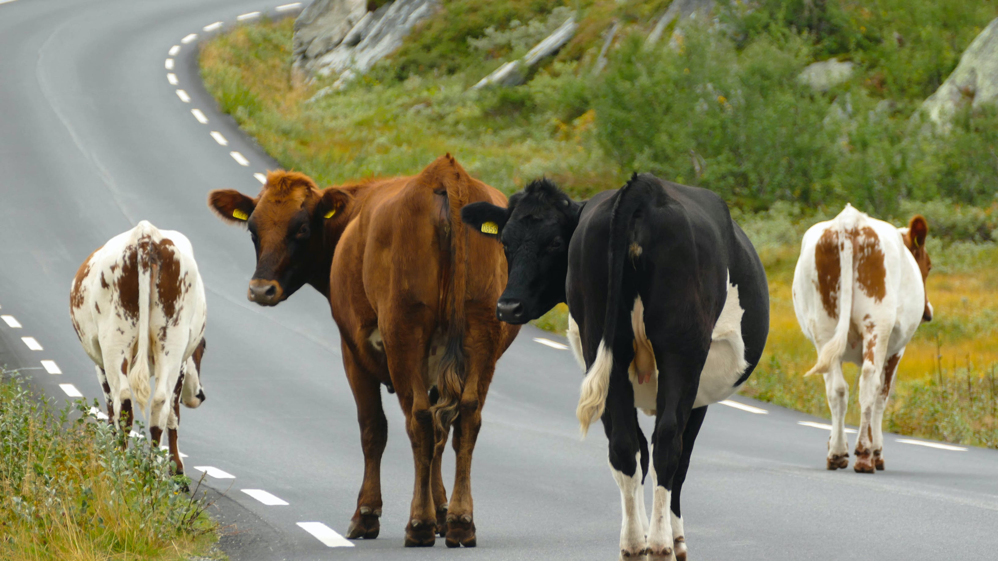 VIDEO: Escaped cows stampede through LA neighborhoods
