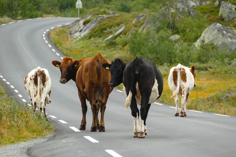 cows