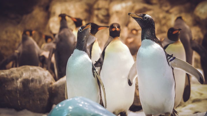 Penguins Break 'Social Distancing' Rules as They Take Field Trip Around Aquarium
