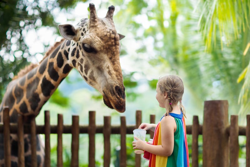 girl feeding giraffe
