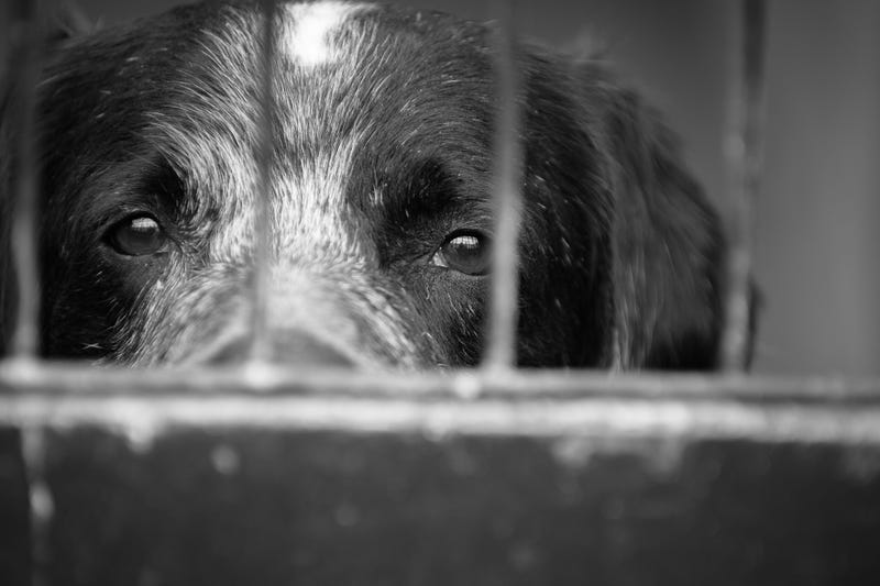 Dogs, Cruelty, Cottage Grove