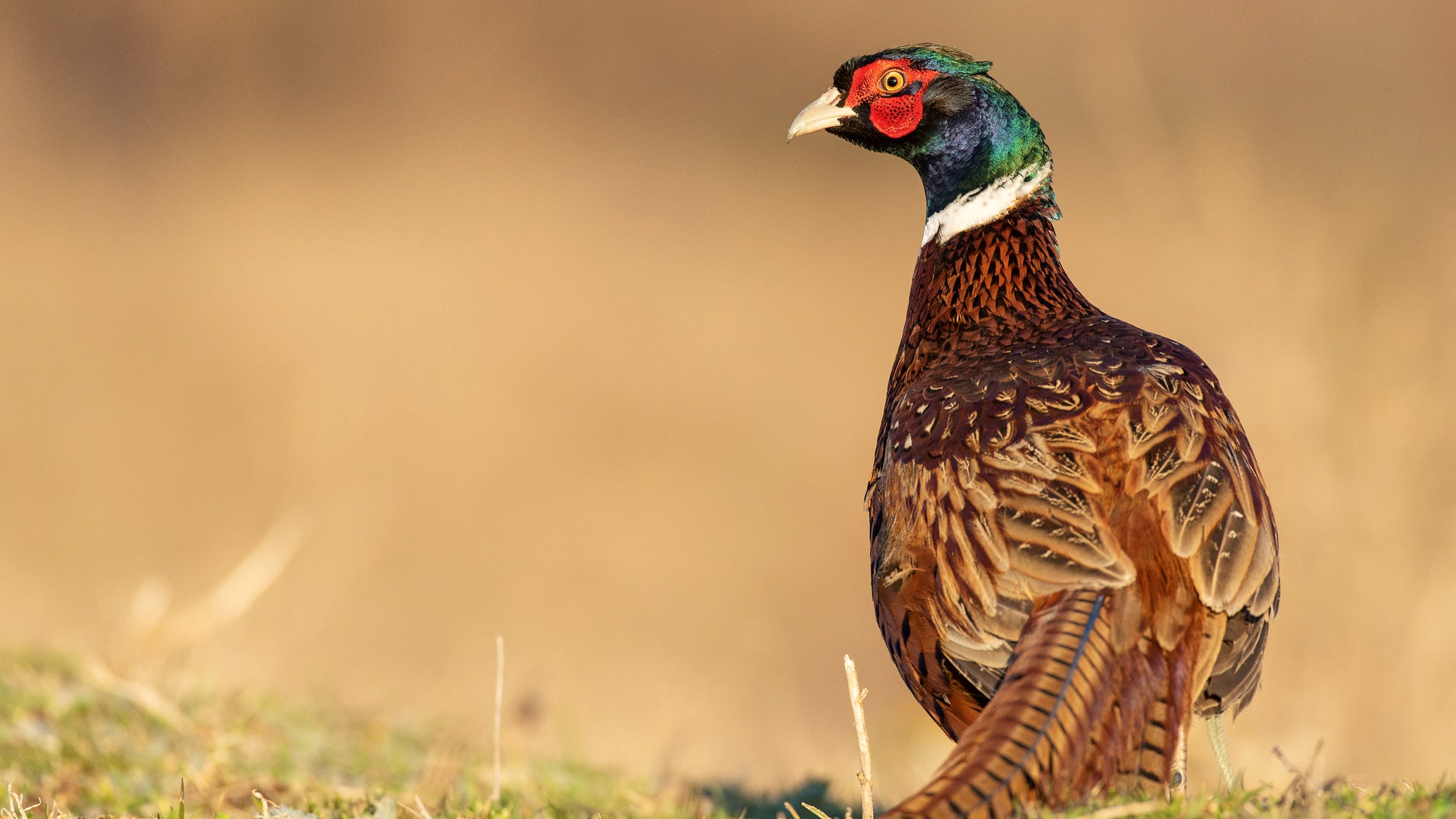 Minnesota DNR says pheasant opener setting up to be a good one for hunters