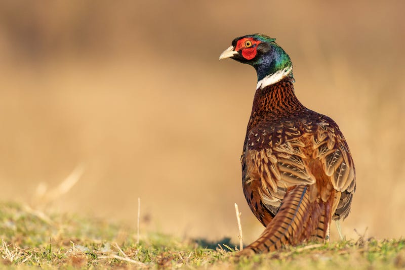 Pheasant